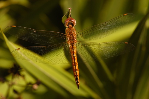 Female
2005_11_18_FL
